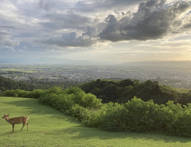 【2026年版】初心者も参加しやすい奈良県のトレイルレース全6選